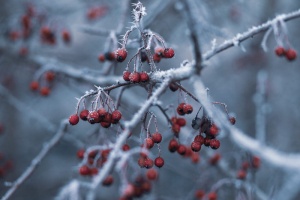 雪红色水果的选择性聚焦摄影