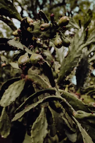 葡萄牙里斯本贝伦热带植物园