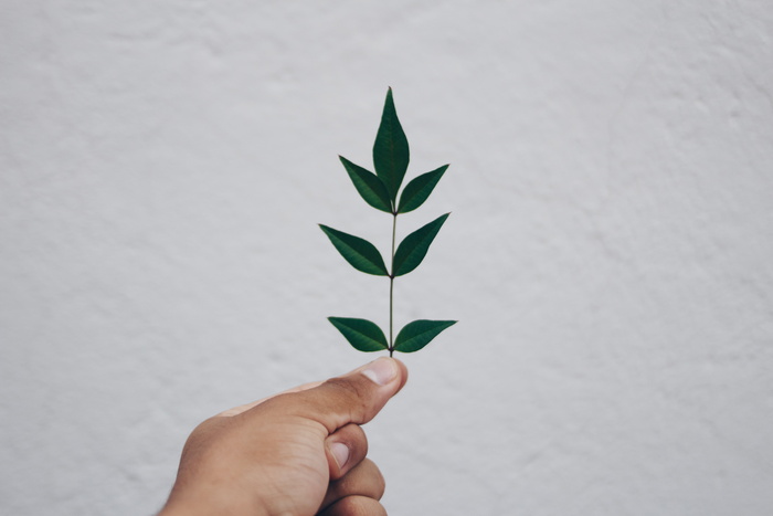 特写，日光，生态，环境，环境，植物，生长，手