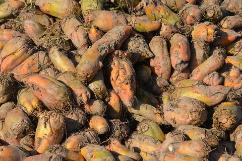 甜菜，饲料，饲料甜菜，蔬菜，全框架，背景，食物和饮料，大组对象