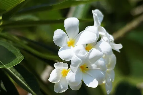 花,白色,更多信息,cho,开放,自然,植物,明亮 花,白色,更多信息,cho,开放,自然,植物,明亮