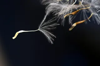 蒲公英叶，飞扬的种子，紧密，种子，宏观，自然，尖花，轻松