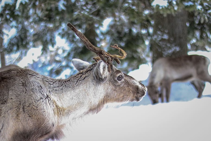 雪，自然，冬天，动物，动物摄影，鹿角，鹿角，雄鹿