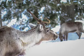 雪，自然，冬天，动物，动物摄影，鹿角，鹿角，雄鹿