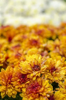 美丽，绽放，绽放，绽放，模糊，明亮，特写，色彩