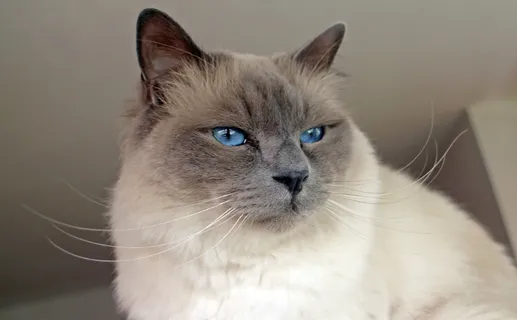 神圣鸟人,猫,阿迪达斯,繁殖猫,家养,宠物,家养动物,动物主题 神圣鸟人,猫,阿迪达斯,繁殖猫,家养,宠物,家养动物,动物主题