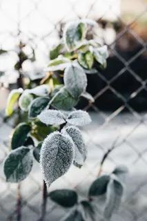 被霜冻覆盖的树叶的细节