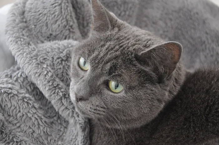 猫，毯子，动物，宠物，哺乳动物，阿比西尼亚人，马恩人，黑猫