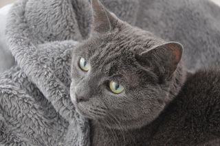 猫，毯子，动物，宠物，哺乳动物，阿比西尼亚人，马恩人，黑猫