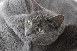 猫，毯子，动物，宠物，哺乳动物，阿比西尼亚人，马恩人，黑猫