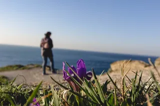 花, 洋红色, 宏观, 关闭, 散景, 背景, 人, 景观