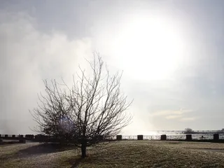 树，风景，秋天，寒冷，天空，植物，光秃秃的树，田野