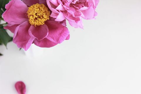 粉色花朵,花朵,花朵,牡丹,植物,花瓣,纸,白色 粉色花朵,花朵,花朵,牡丹,植物,花瓣,纸,白色