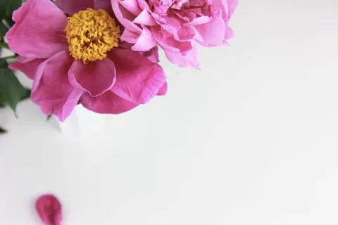 粉色花朵,花朵,花朵,牡丹,植物,花瓣,纸,白色 粉色花朵,花朵,花朵,牡丹,植物,花瓣,纸,白色