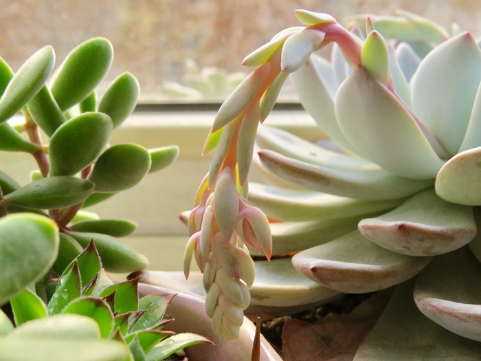 植物、花、花、芽、芽、花粉、花瓣、echeveria cv laulindsayana