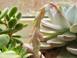 植物、花、花、芽、芽、花粉、花瓣、echeveria cv laulindsayana