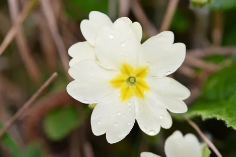 花,报春花,春天,报春花,黄色,花园,草原,植物 花,报春花,春天,报春花,黄色,花园,草原,植物