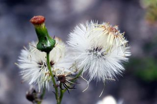 nature，flower，plant，bokeh，dof，nature墙纸，高清墙纸，白色