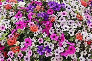 花儿，花海，盛开，自然，五颜六色，布鲁滕米尔，法本普拉赫特，色彩