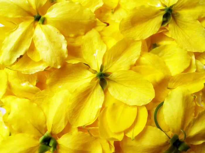 桂皮，阵雨，金色，树，白色，金色，树，夏天，花朵