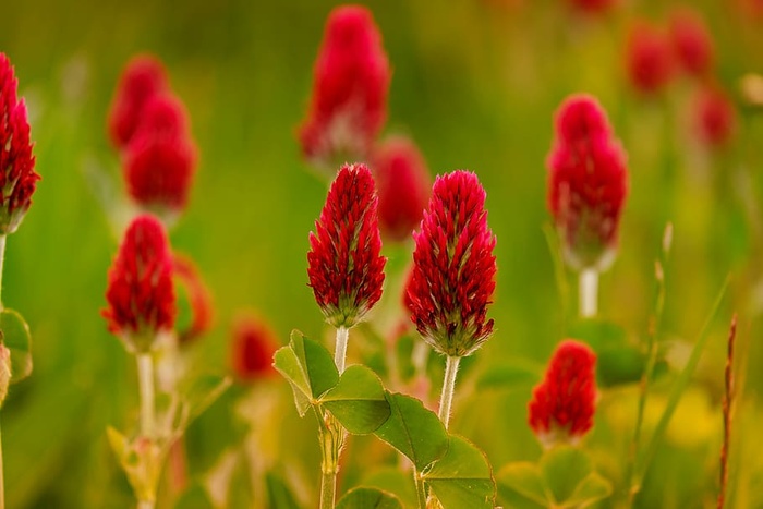 红色，花瓣花，白杨，红叶，玫瑰三叶草，红车轴草，草地，三叶草