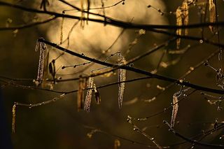 柳絮，花，种子头，树枝，春天，三月，植物，聚焦前景