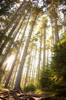 白天的森林,树木,林地,木材,树干,阳光,自然,森林 白天的森林,树木,林地,木材,树干,阳光,自然,森林