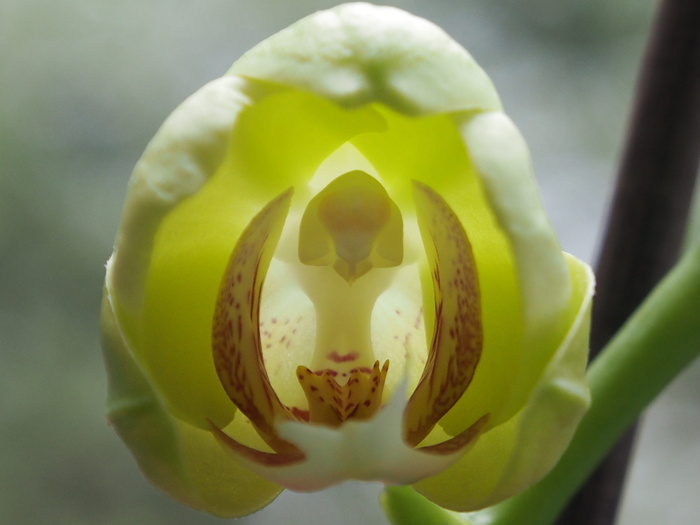 兰花，芽，花，特写，蝴蝶兰，蝴蝶兰，蝴蝶兰，绿色