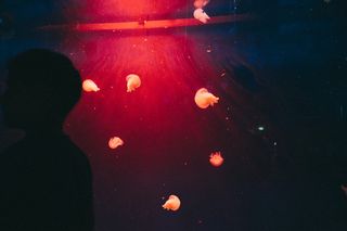 人, 人类, 鱼, 动物, 光, 耀斑, 海洋生活, 无脊椎动物