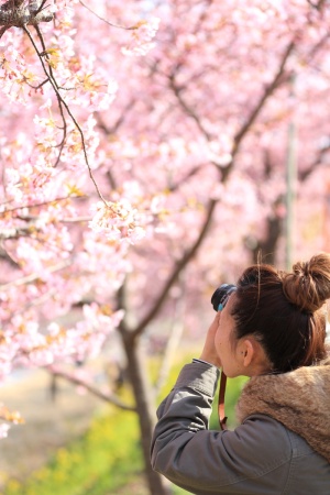 女人，拍照，拍照，樱花，花朵，树，花朵，白色