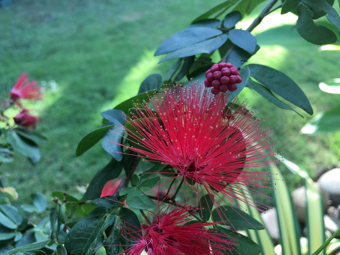 芙蓉，苗条，花雨果，植物，花，开花植物，生长，新鲜