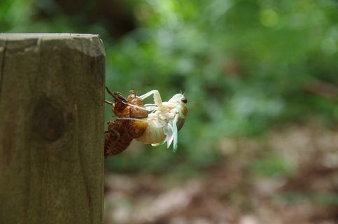 蝉，孵化，昆虫，虫子，野生动物，野生动物，动物主题，动物