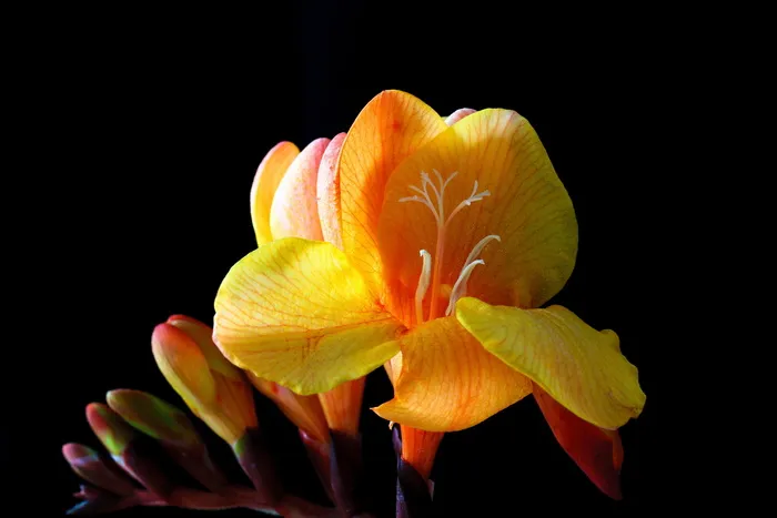 sia，flower，bloom，bloom，spring，close，彩色，schnittblume