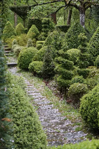 小路，黄杨木，花园，灌木，植物，树木，绿色，生长