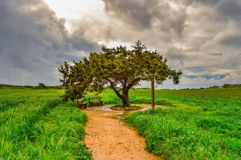 树,风景,自然,全景,天空,云,冬天,风景 树,风景,自然,全景,天空,云,冬天,风景