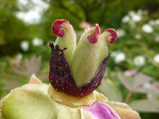 灌木牡丹, 种子, 褪色, 牡丹, 花园, 春天, 新鲜, 特写