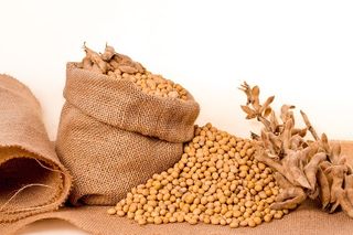 大豆，大豆，植物，种子，袋子，麻袋，谷物，油