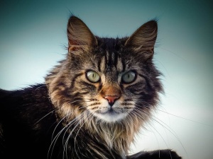 动物，眼睛，毛皮，头，猫，猫脸，特写，耳朵