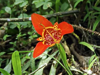 原始森林，巴西木，虎耳草，球茎，红花，花，开花植物，植物