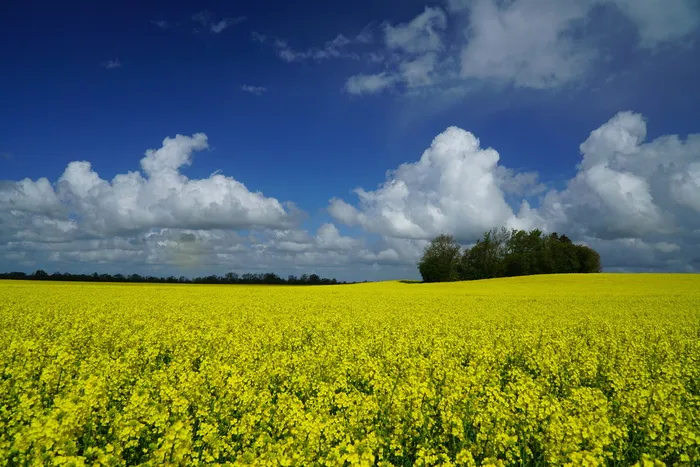 春天，油菜，油菜地，天，云，黄，自然之美，田野