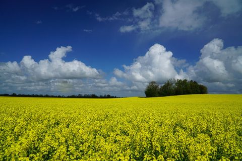春天，油菜，油菜地，天，云，黄，自然之美，田野