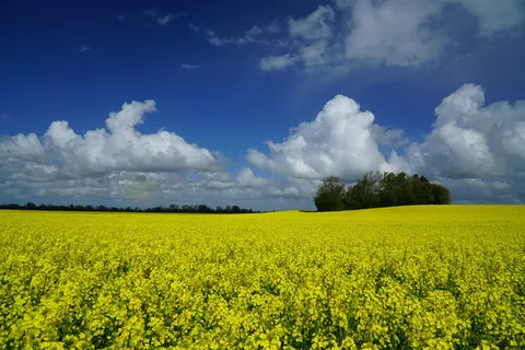春天，油菜，油菜地，天，云，黄，自然之美，田野