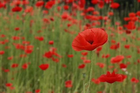 罂粟花，花卉，自然，植物，夏天，花园，森林，景观