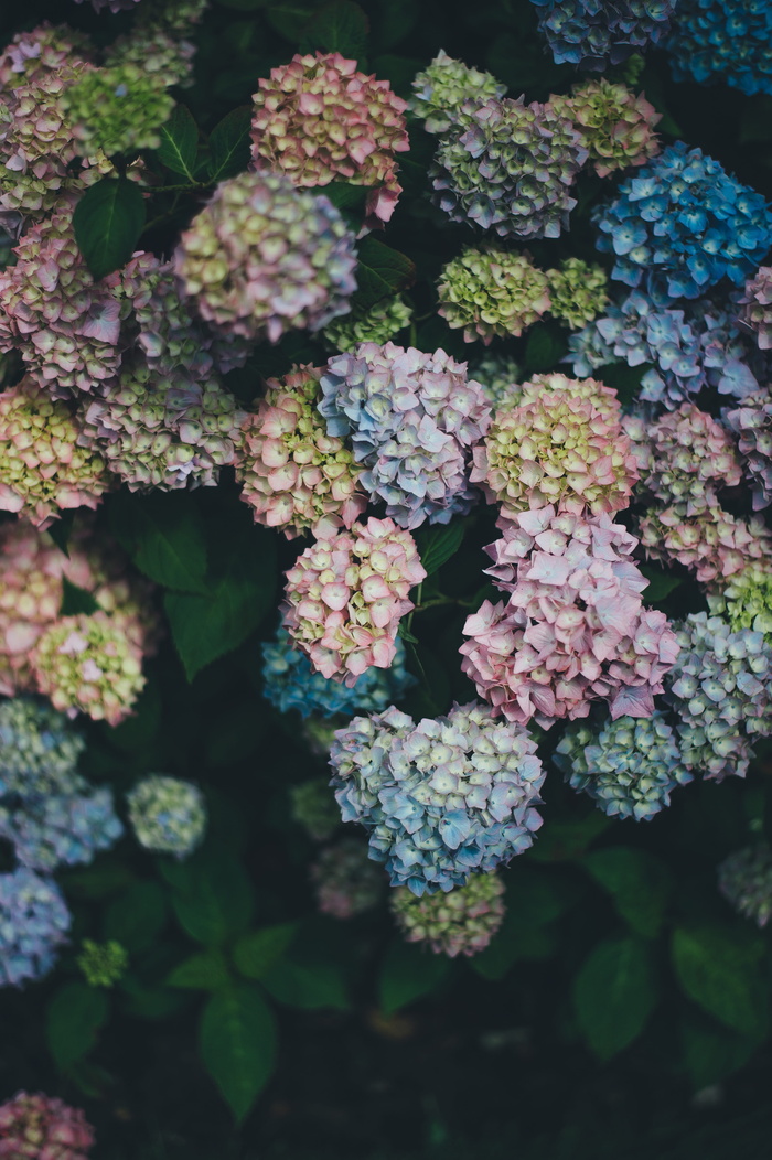 蓝黄蓝绣球花特写照片