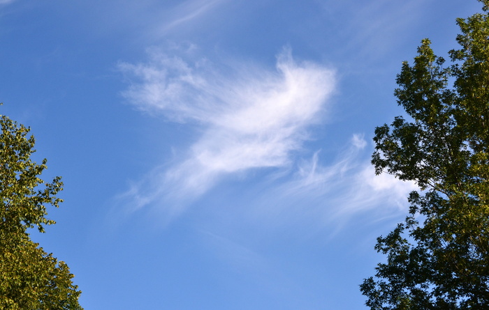 skyscaping，云，图案，天空，树，低角度视图，植物，蓝色