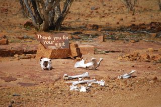 白色，动物骨架，棕色，土壤，欢迎，再见，骨头，参观