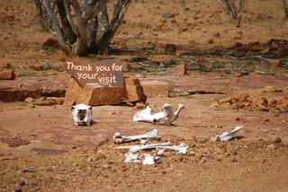 白色，动物骨架，棕色，土壤，欢迎，再见，骨头，参观