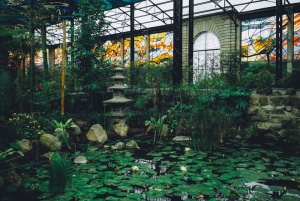 池塘上的睡莲