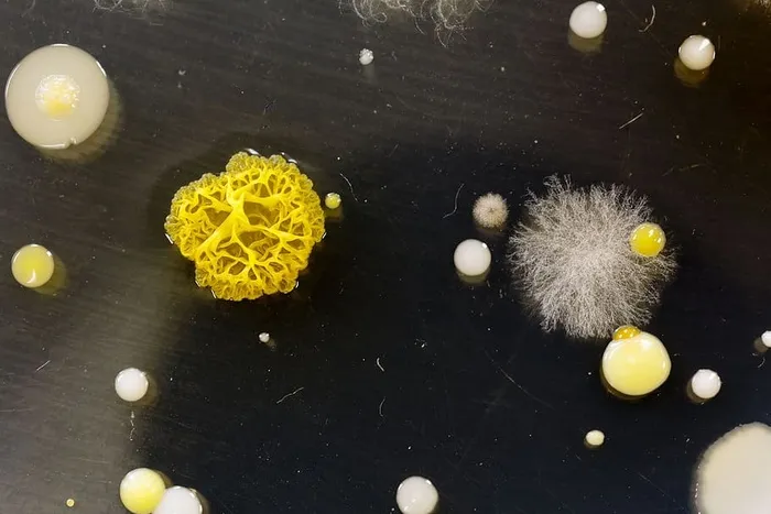 不同形状的细菌、酵母和霉菌菌落生长在环境样本的琼脂平板上。