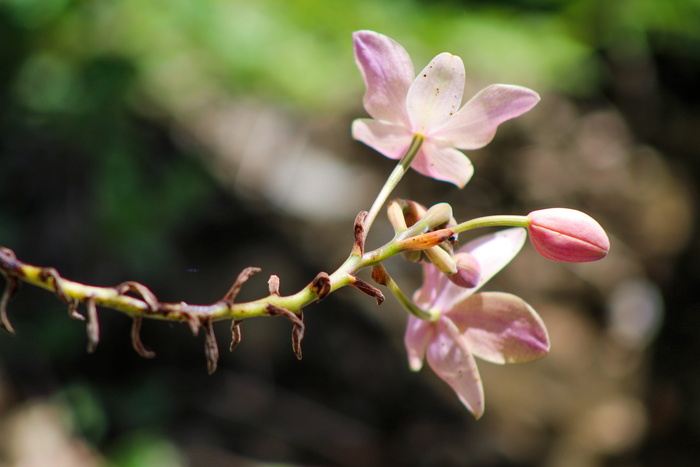 植物、花、花、天竺葵、芽、根、石蒜科、花瓣